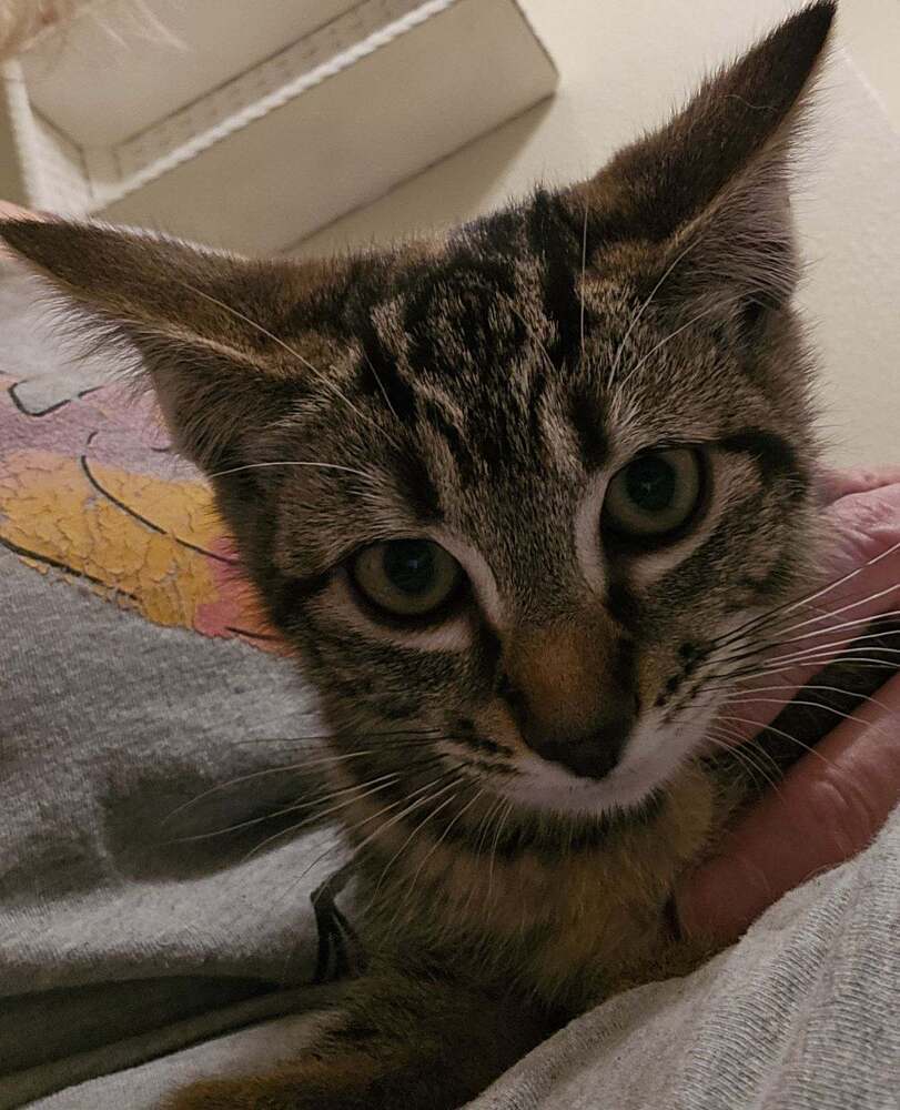 Zoe, an adoptable Domestic Short Hair in Portland, OR, 97223 | Photo Image 3