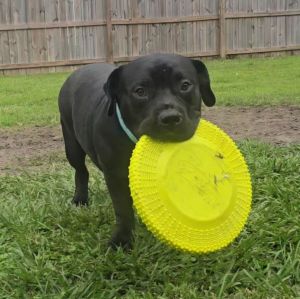 CUJO, Adult Male Mixed Breed
