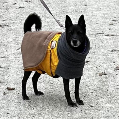 Gyoza, an adoptable Schipperke in Wheeling, IL, 60090 | Photo Image 1