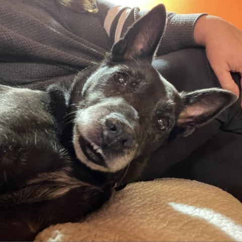 Gyoza, an adoptable Schipperke in Wheeling, IL, 60090 | Photo Image 2