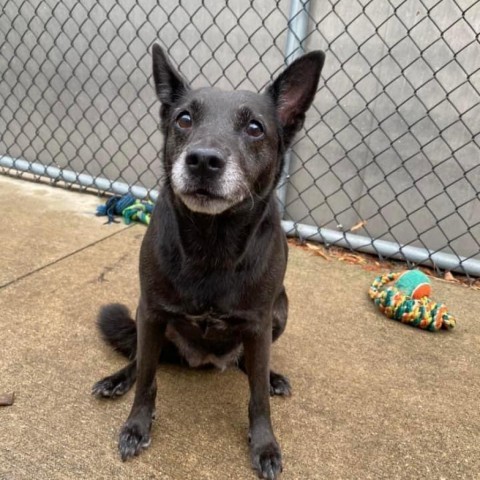 Gyoza, an adoptable Schipperke in Wheeling, IL, 60090 | Photo Image 3