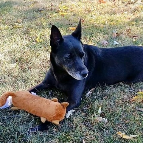 Gyoza, an adoptable Schipperke in Wheeling, IL, 60090 | Photo Image 4