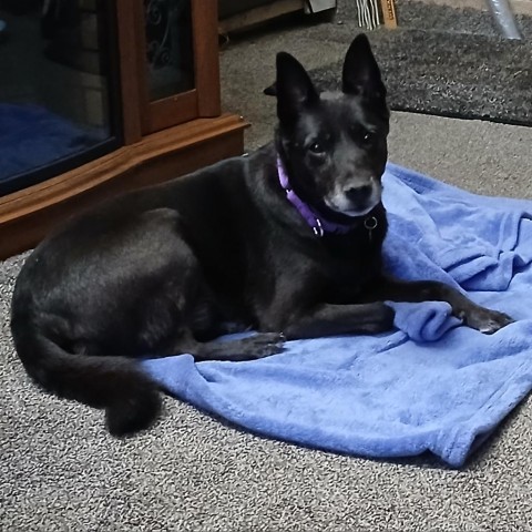 Gyoza, an adoptable Schipperke in Wheeling, IL, 60090 | Photo Image 5