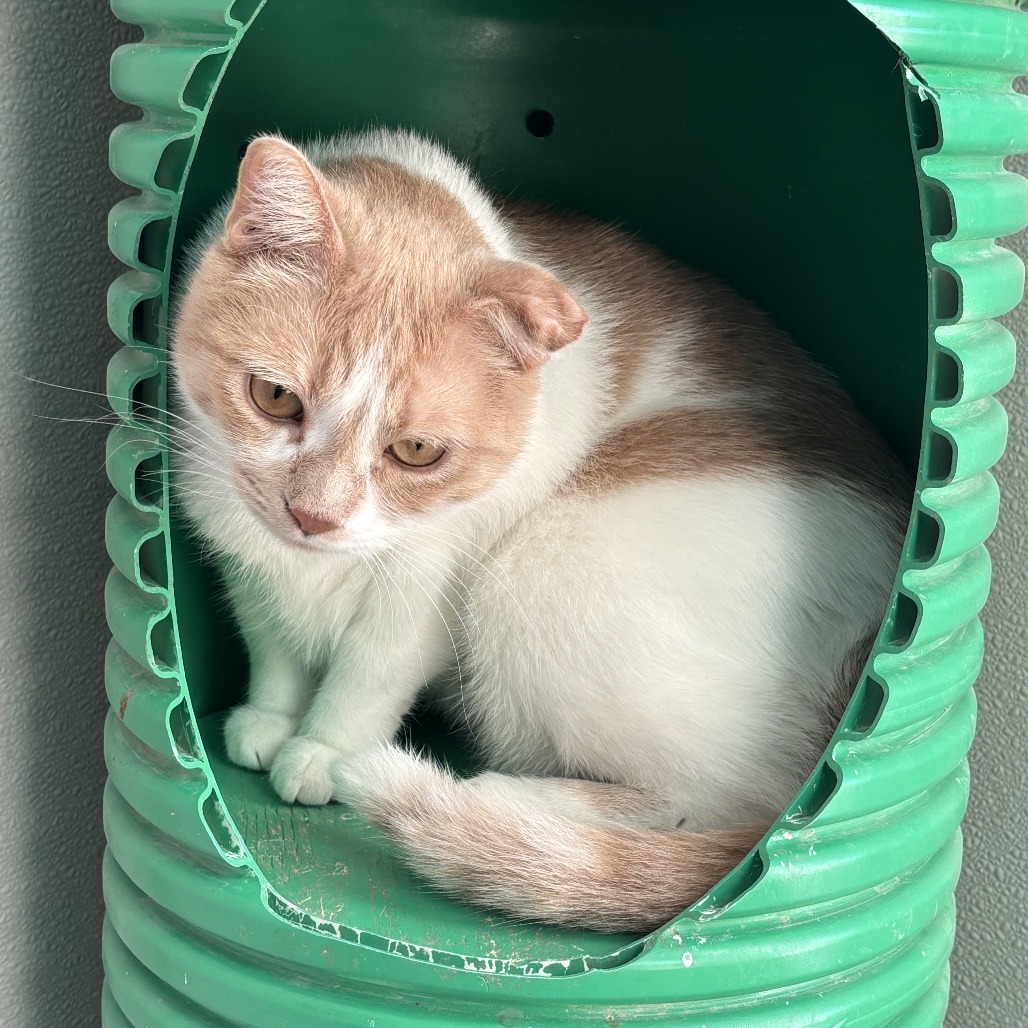 Simba