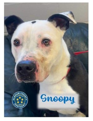Snoopy, Adult Male Pit Bull Terrier