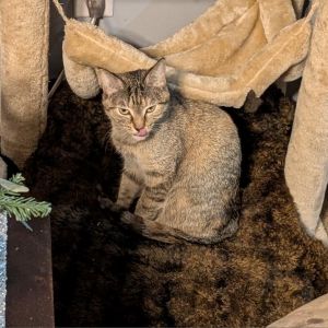 Stella, Adult Female Domestic Short Hair