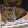 Stella photo 4