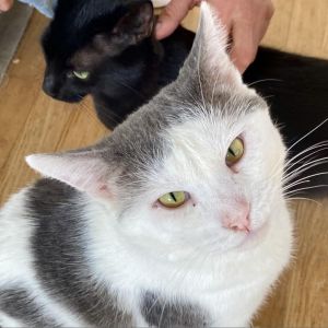 Meet Buddy Buddy is a spirited and independent cat whos ready to find his fore