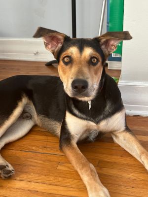 Sully, Young Male Hound