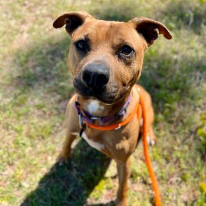 Dog for adoption - Aries, a Mixed Breed in Freeport, FL | Petfinder