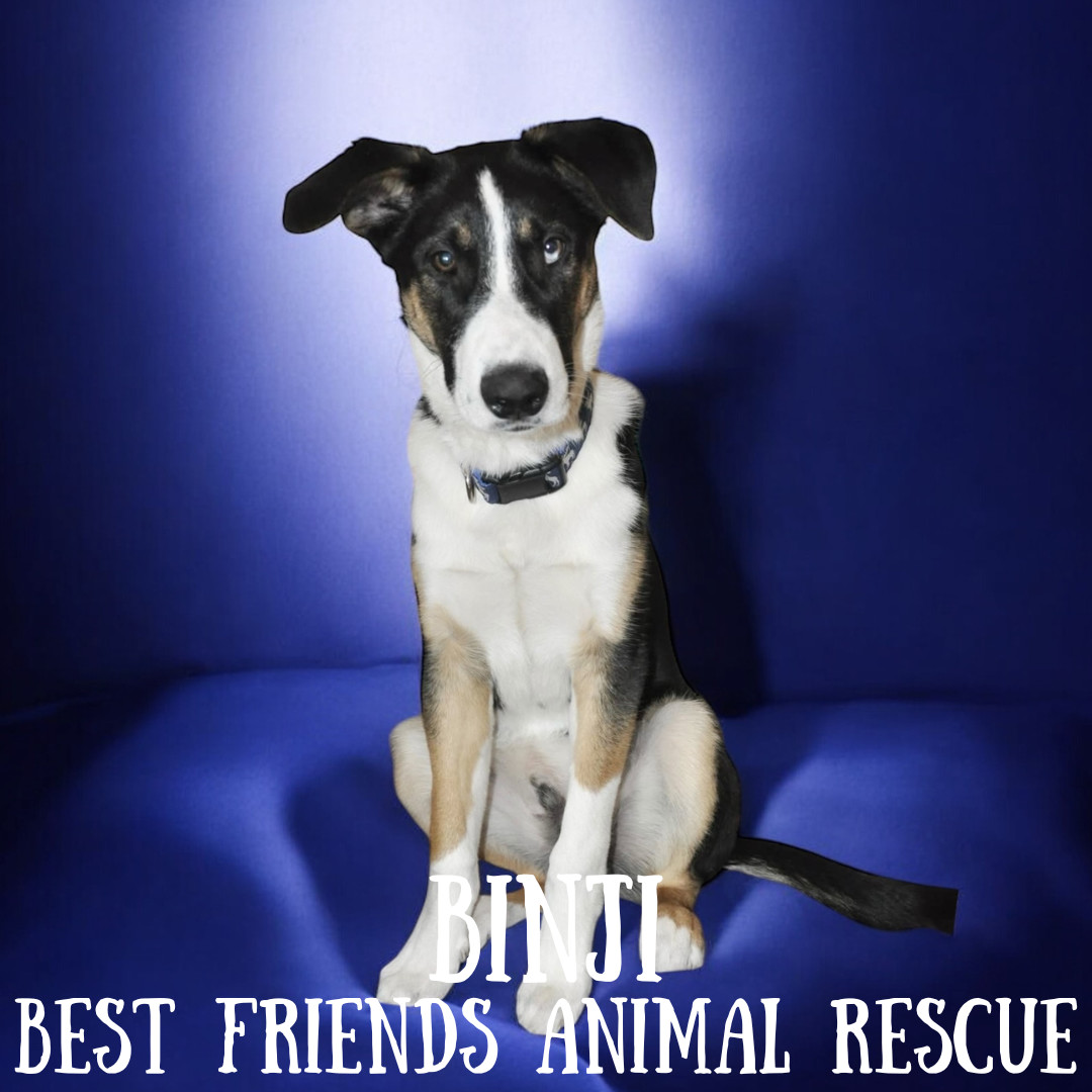 Binji, an adoptable Husky in Wasilla, AK, 99654 | Photo Image 1