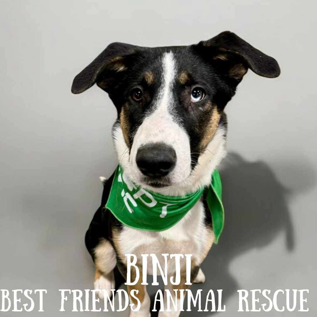 Binji, an adoptable Husky in Wasilla, AK, 99654 | Photo Image 2