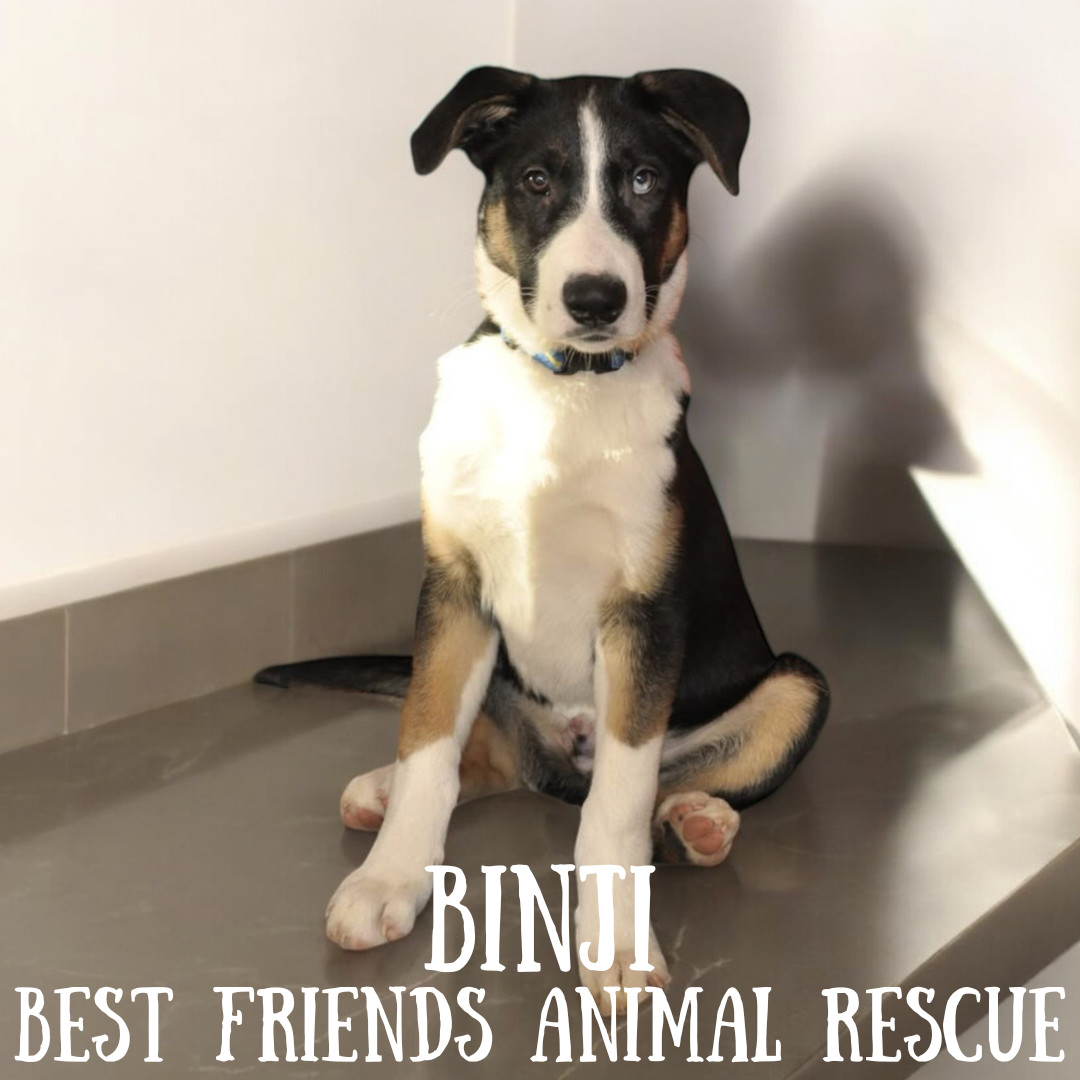 Binji, an adoptable Husky in Wasilla, AK, 99654 | Photo Image 3