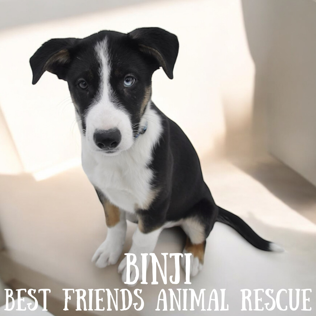 Binji, an adoptable Husky in Wasilla, AK, 99654 | Photo Image 4