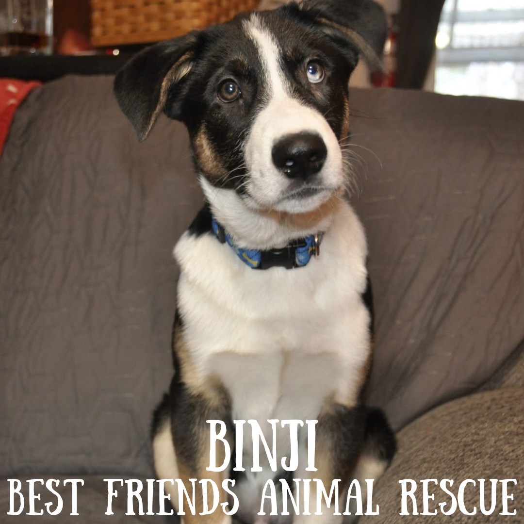 Binji, an adoptable Husky in Wasilla, AK, 99654 | Photo Image 5