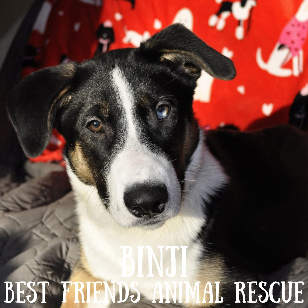 Binji, an adoptable Husky in Wasilla, AK, 99654 | Photo Image 6