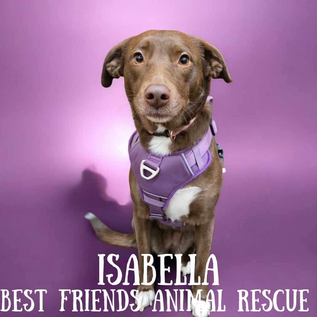 Isabella, an adoptable Labrador Retriever in Wasilla, AK, 99654 | Photo Image 1