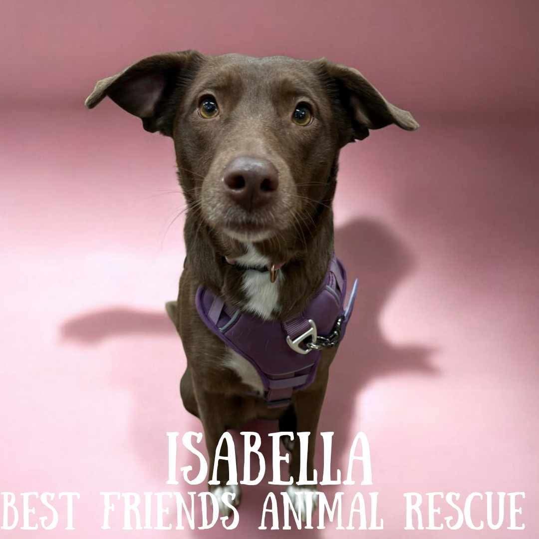 Isabella, an adoptable Labrador Retriever in Wasilla, AK, 99654 | Photo Image 2