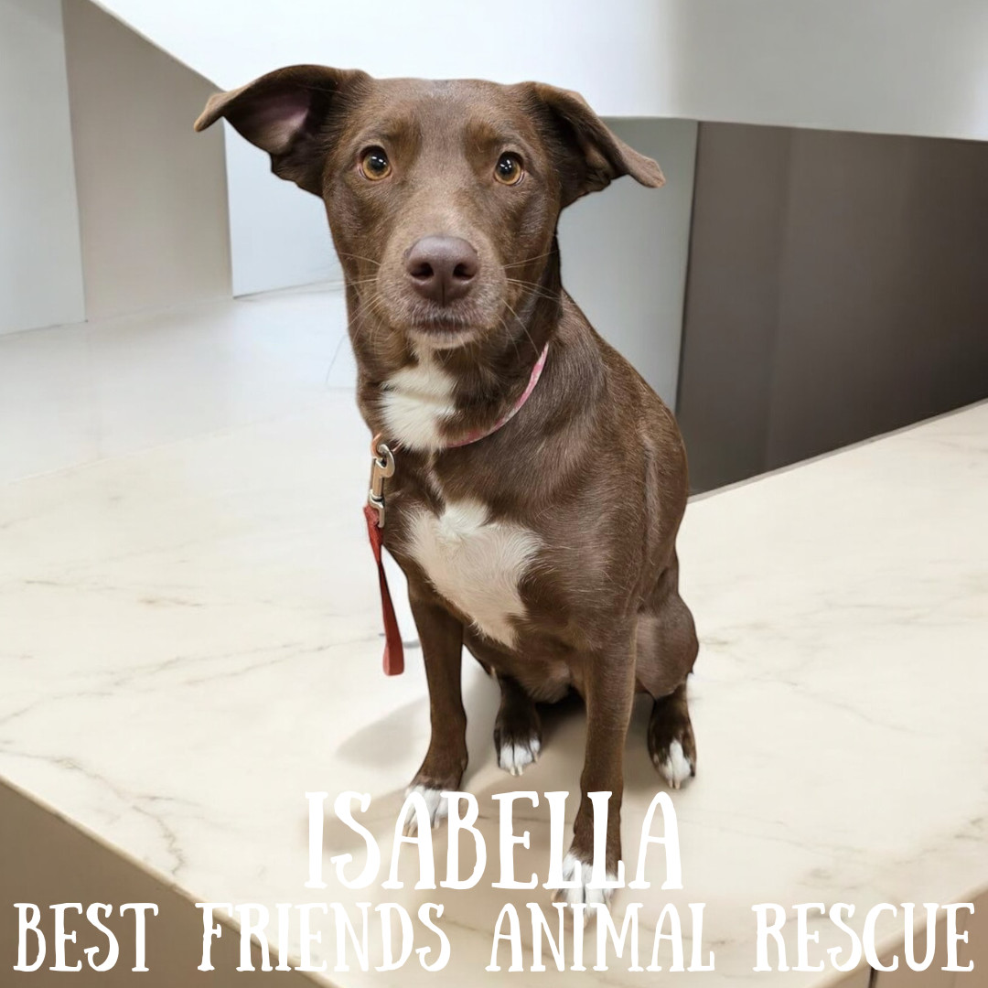 Isabella, an adoptable Labrador Retriever in Wasilla, AK, 99654 | Photo Image 3