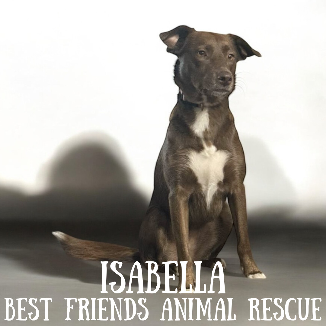 Isabella, an adoptable Labrador Retriever in Wasilla, AK, 99654 | Photo Image 4