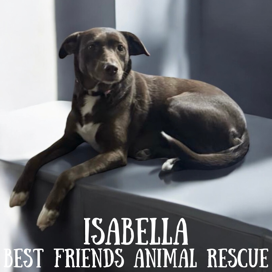 Isabella, an adoptable Labrador Retriever in Wasilla, AK, 99654 | Photo Image 5