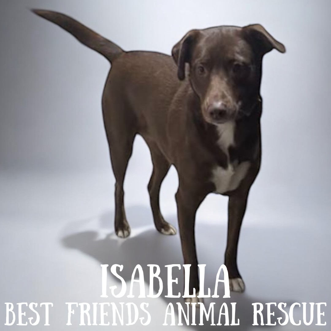 Isabella, an adoptable Labrador Retriever in Wasilla, AK, 99654 | Photo Image 6