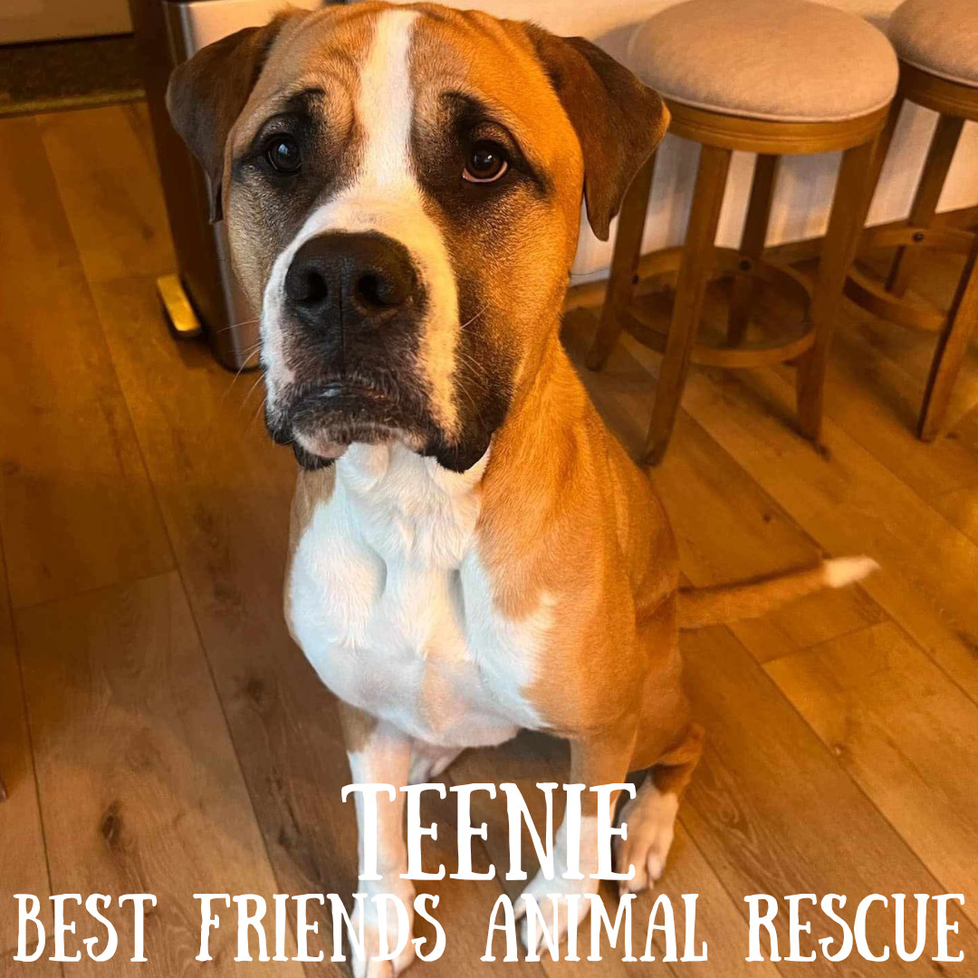 Teenie, an adoptable Saint Bernard, Bullmastiff in Wasilla, AK, 99654 | Photo Image 1