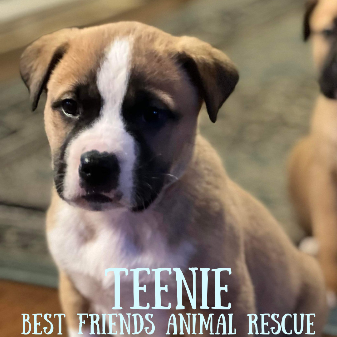 Teenie, an adoptable Saint Bernard, Bullmastiff in Wasilla, AK, 99654 | Photo Image 2