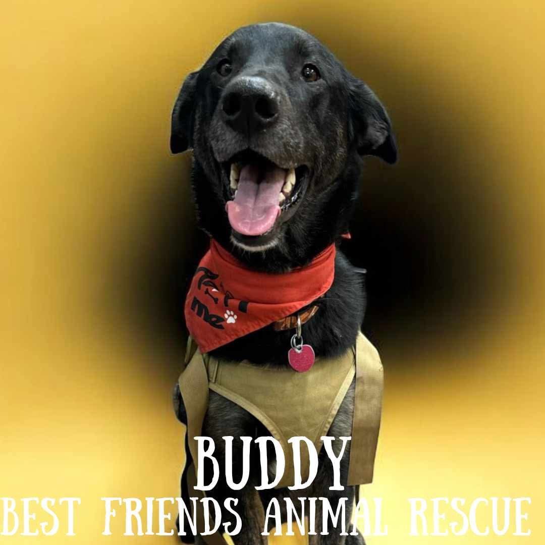 Buddy, an adoptable German Shepherd Dog, Labrador Retriever in Wasilla, AK, 99654 | Photo Image 1