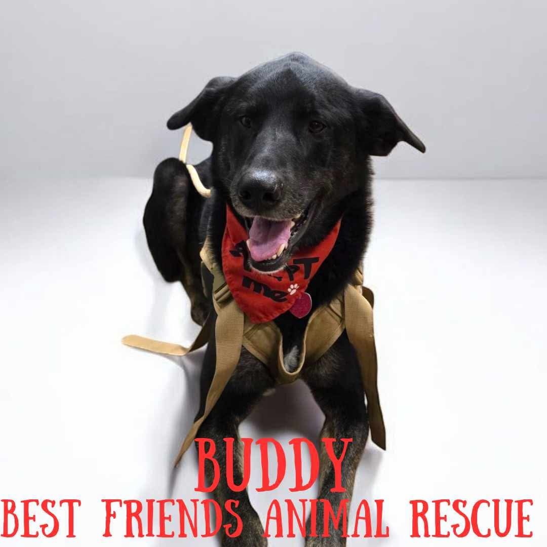 Buddy, an adoptable German Shepherd Dog, Labrador Retriever in Wasilla, AK, 99654 | Photo Image 2