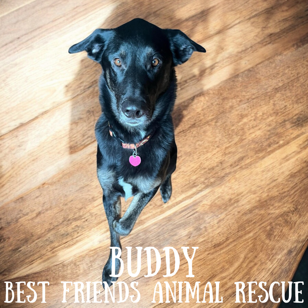 Buddy, an adoptable German Shepherd Dog, Labrador Retriever in Wasilla, AK, 99654 | Photo Image 3