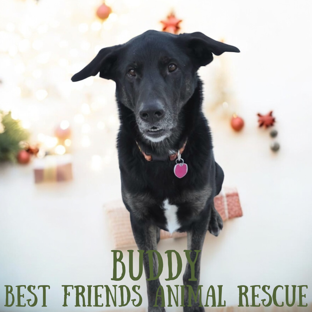 Buddy, an adoptable German Shepherd Dog, Labrador Retriever in Wasilla, AK, 99654 | Photo Image 4