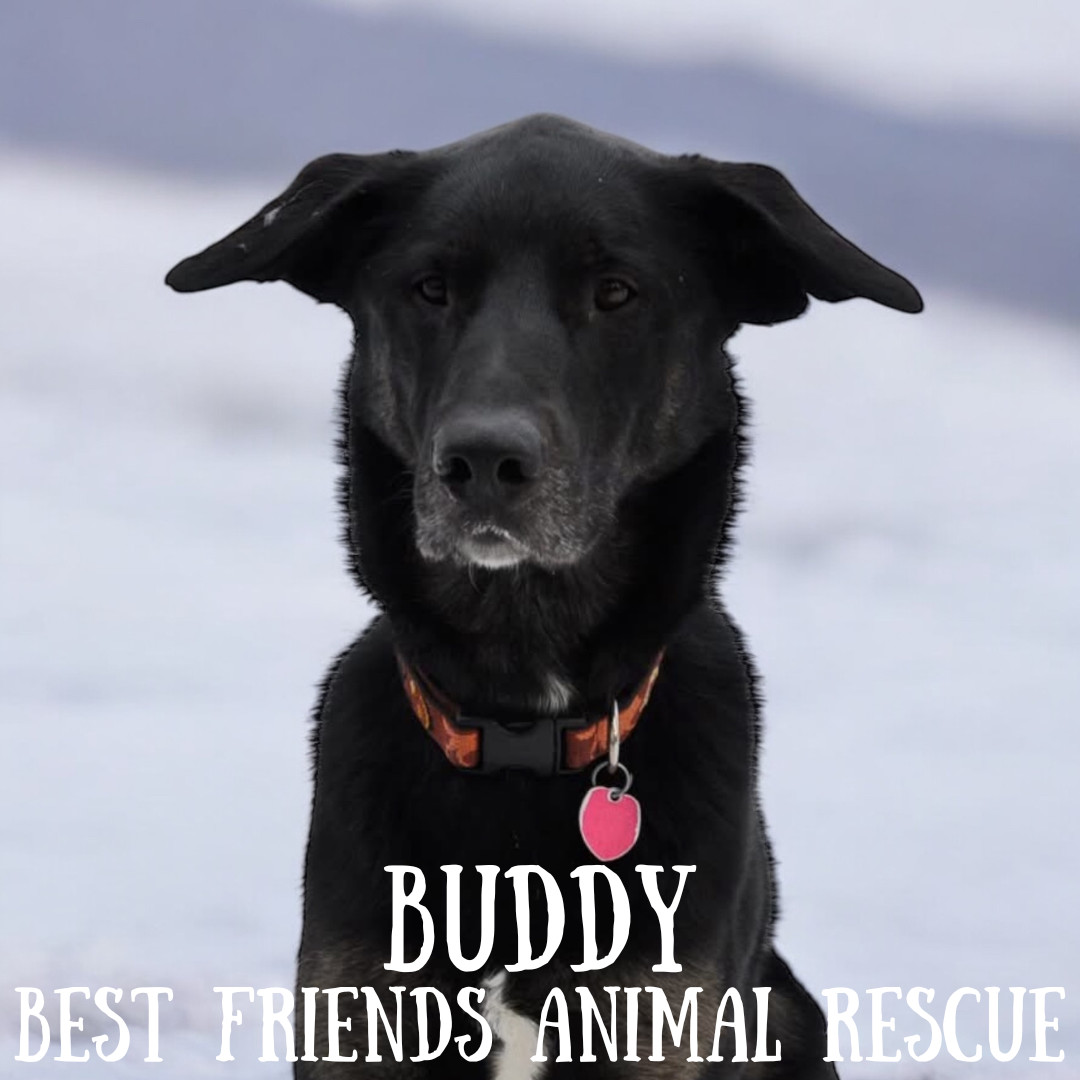 Buddy, an adoptable German Shepherd Dog, Labrador Retriever in Wasilla, AK, 99654 | Photo Image 5