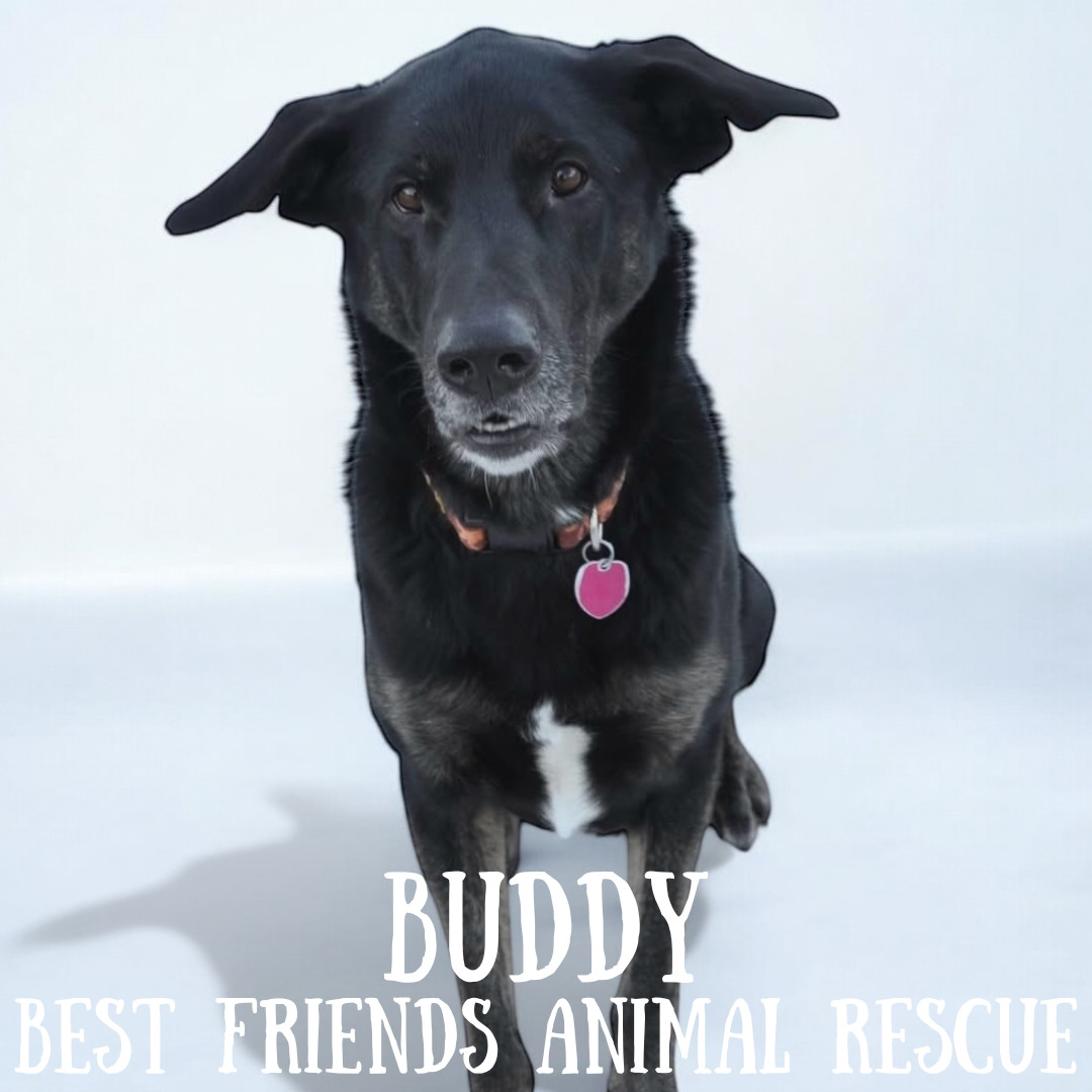 Buddy, an adoptable German Shepherd Dog, Labrador Retriever in Wasilla, AK, 99654 | Photo Image 6