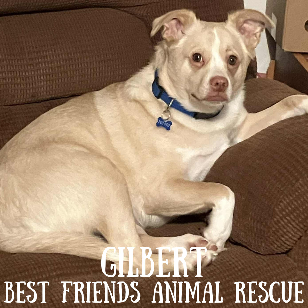 Gilbert