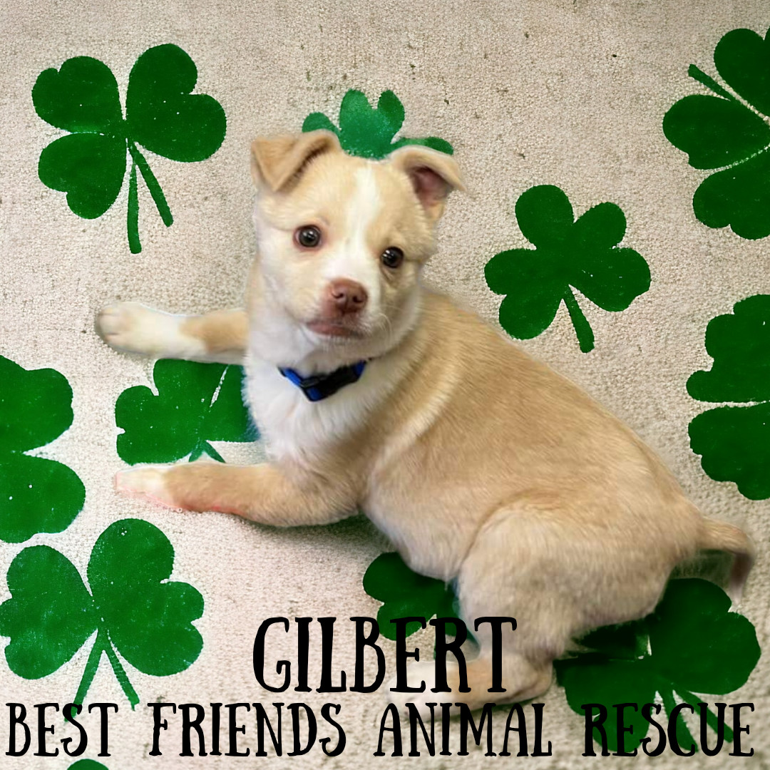 Gilbert