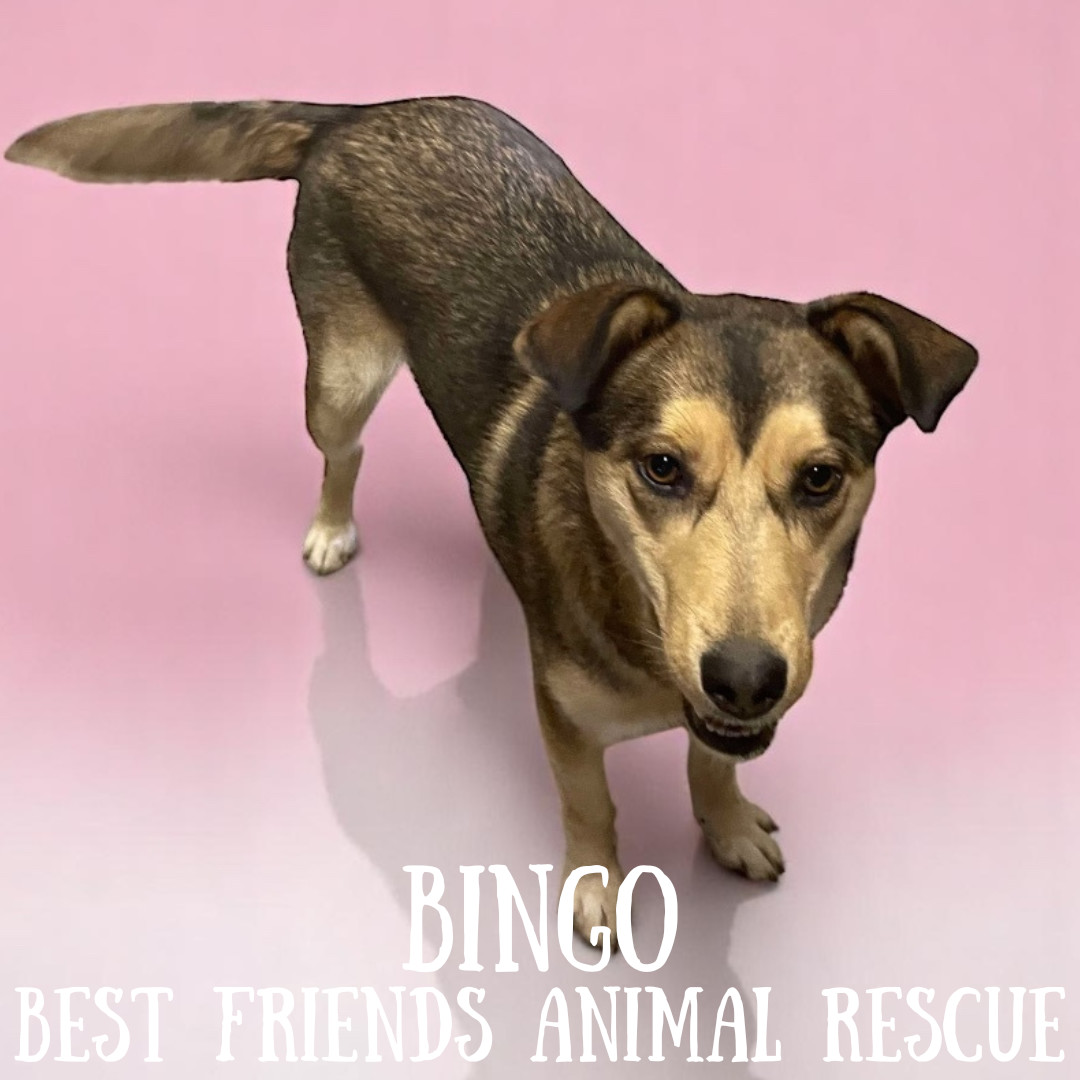 Bingo, an adoptable Husky in Wasilla, AK, 99654 | Photo Image 1