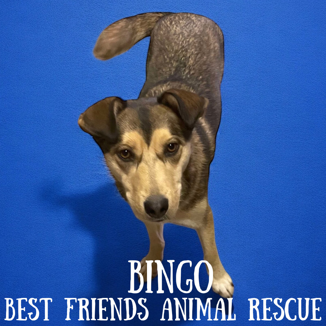 Bingo, an adoptable Husky in Wasilla, AK, 99654 | Photo Image 1