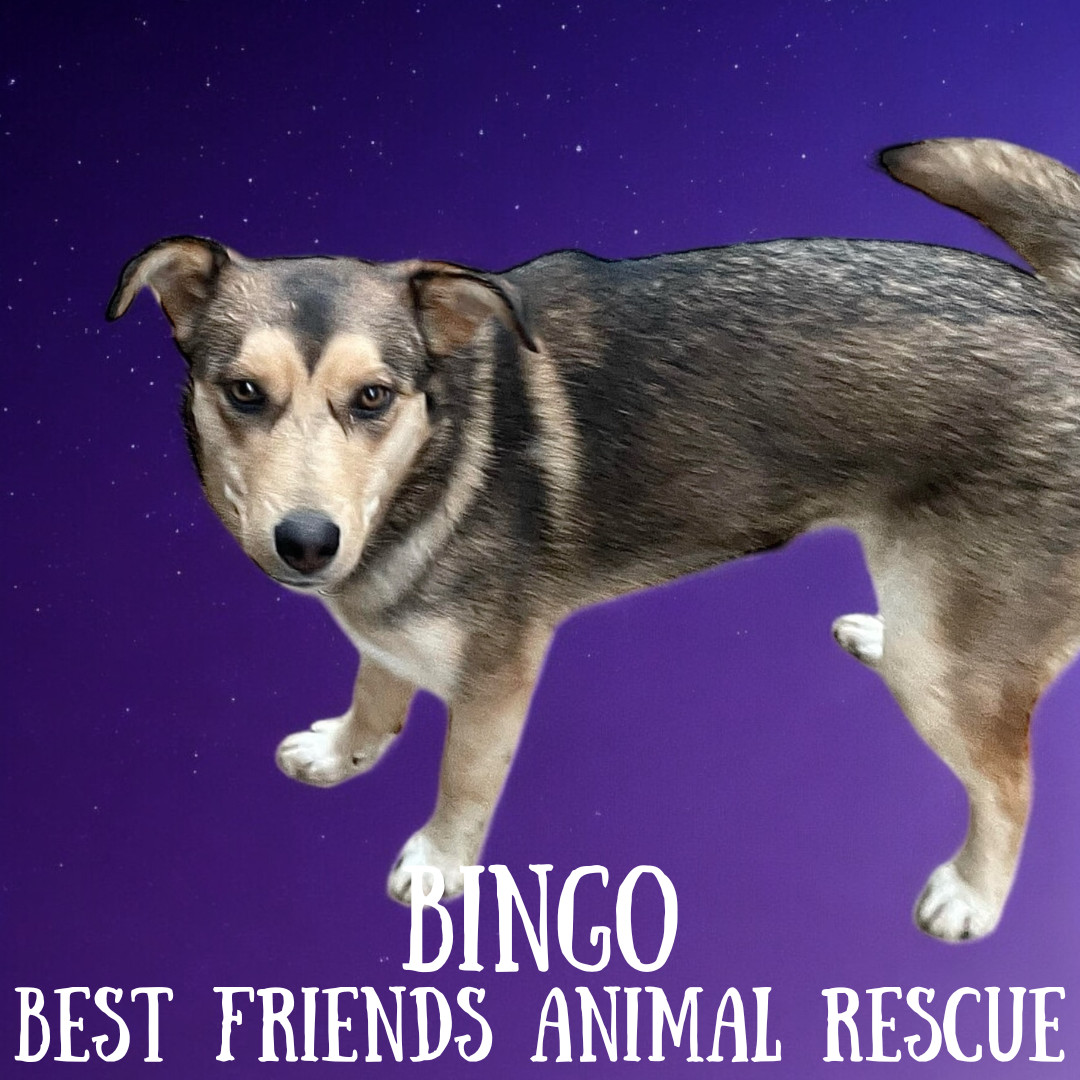Bingo, an adoptable Husky in Wasilla, AK, 99654 | Photo Image 2