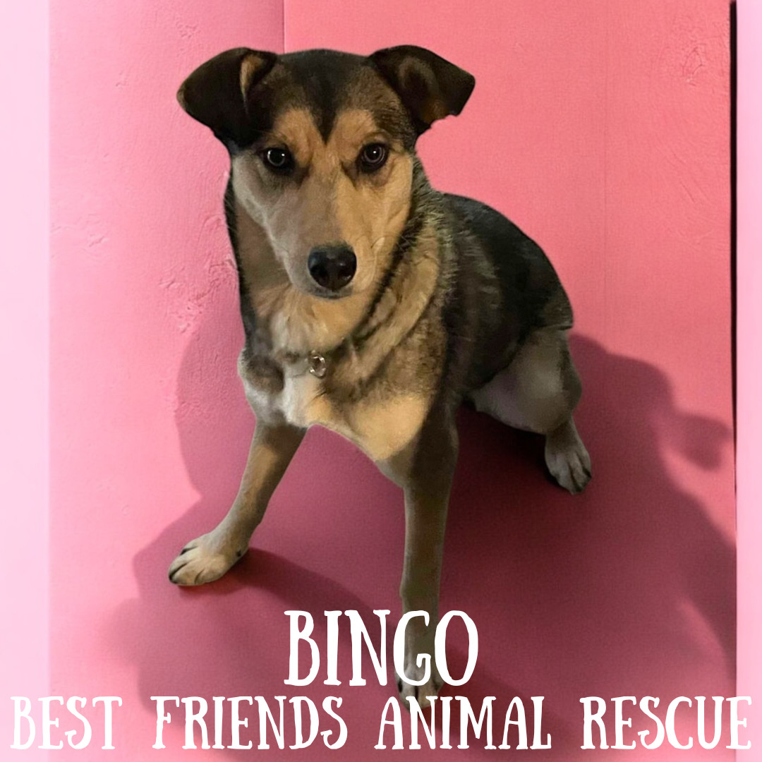 Bingo, an adoptable Husky in Wasilla, AK, 99654 | Photo Image 2