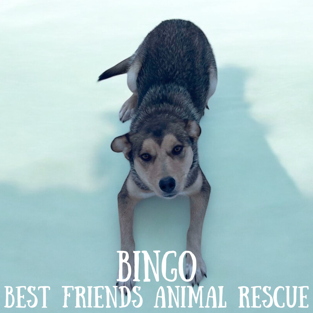 Bingo, an adoptable Husky in Wasilla, AK, 99654 | Photo Image 4
