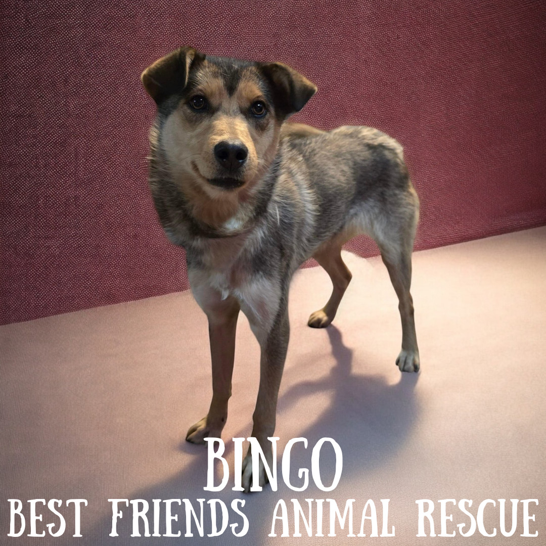 Bingo, an adoptable Husky in Wasilla, AK, 99654 | Photo Image 5