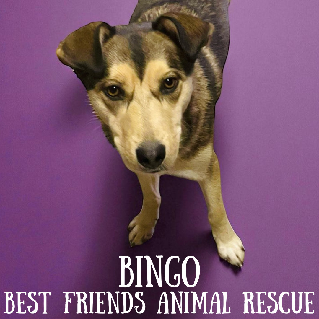 Bingo, an adoptable Husky in Wasilla, AK, 99654 | Photo Image 6