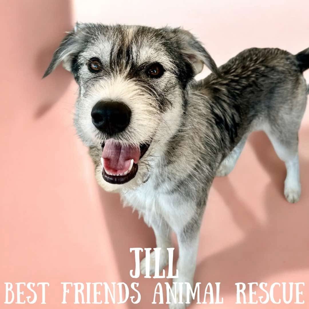 Jill, an adoptable Husky, Parson Russell Terrier in Wasilla, AK, 99654 | Photo Image 1