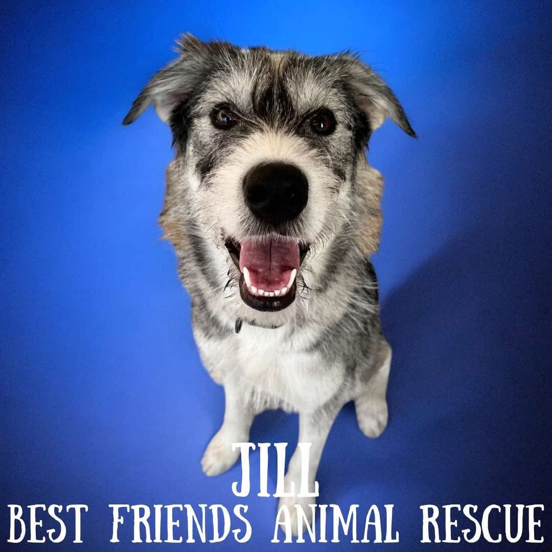 Jill, an adoptable Husky, Parson Russell Terrier in Wasilla, AK, 99654 | Photo Image 2