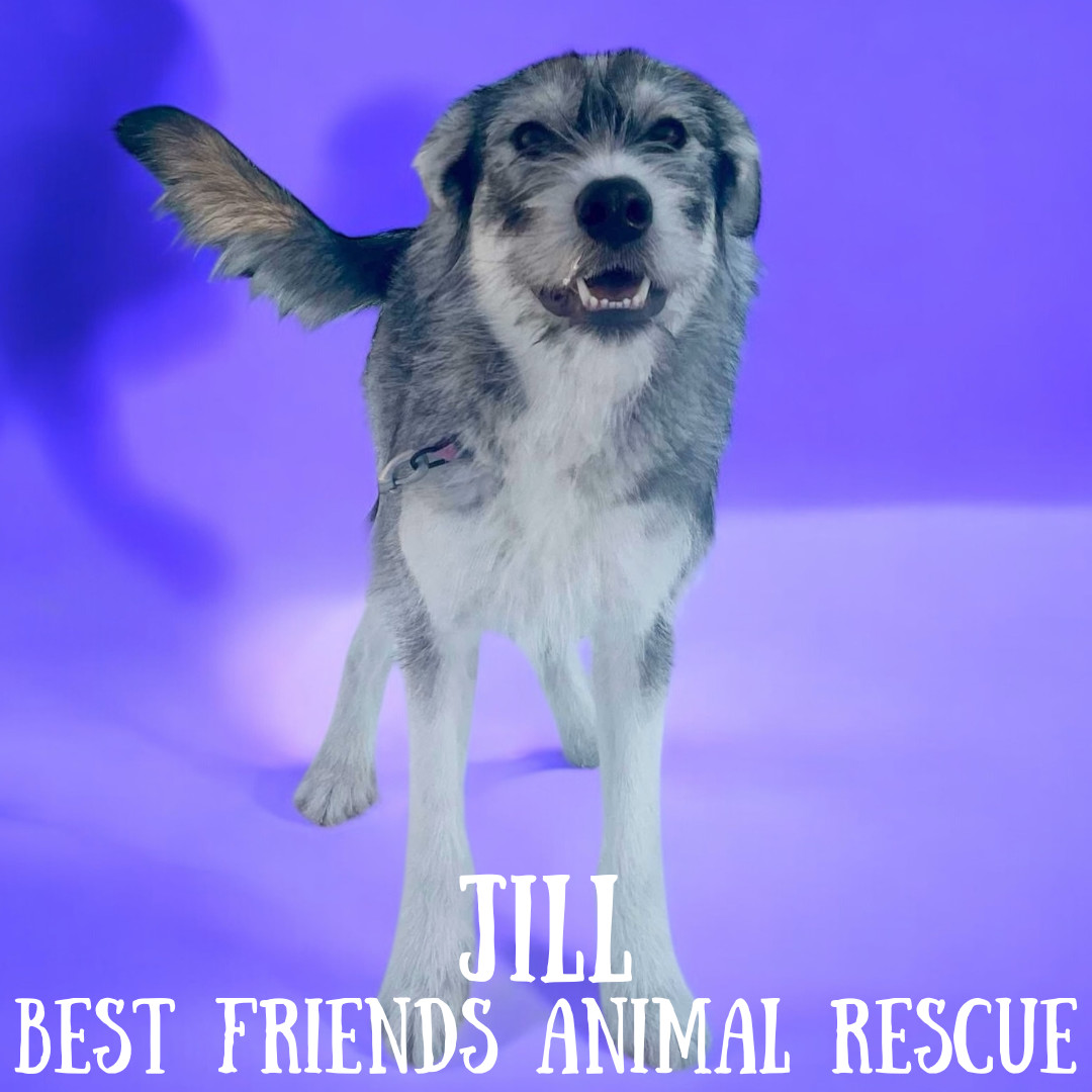 Jill, an adoptable Husky, Parson Russell Terrier in Wasilla, AK, 99654 | Photo Image 3