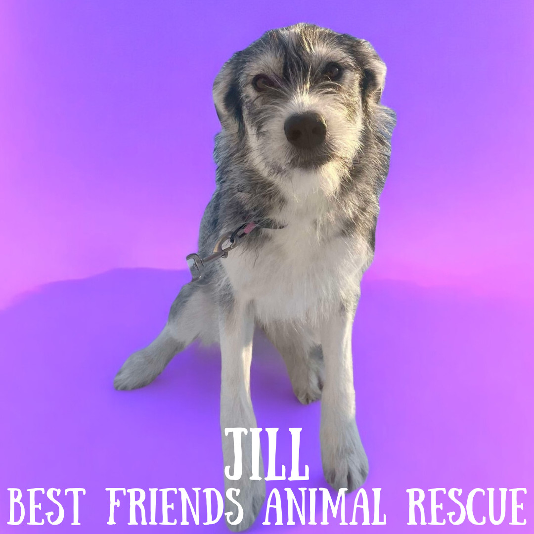 Jill, an adoptable Husky, Parson Russell Terrier in Wasilla, AK, 99654 | Photo Image 4