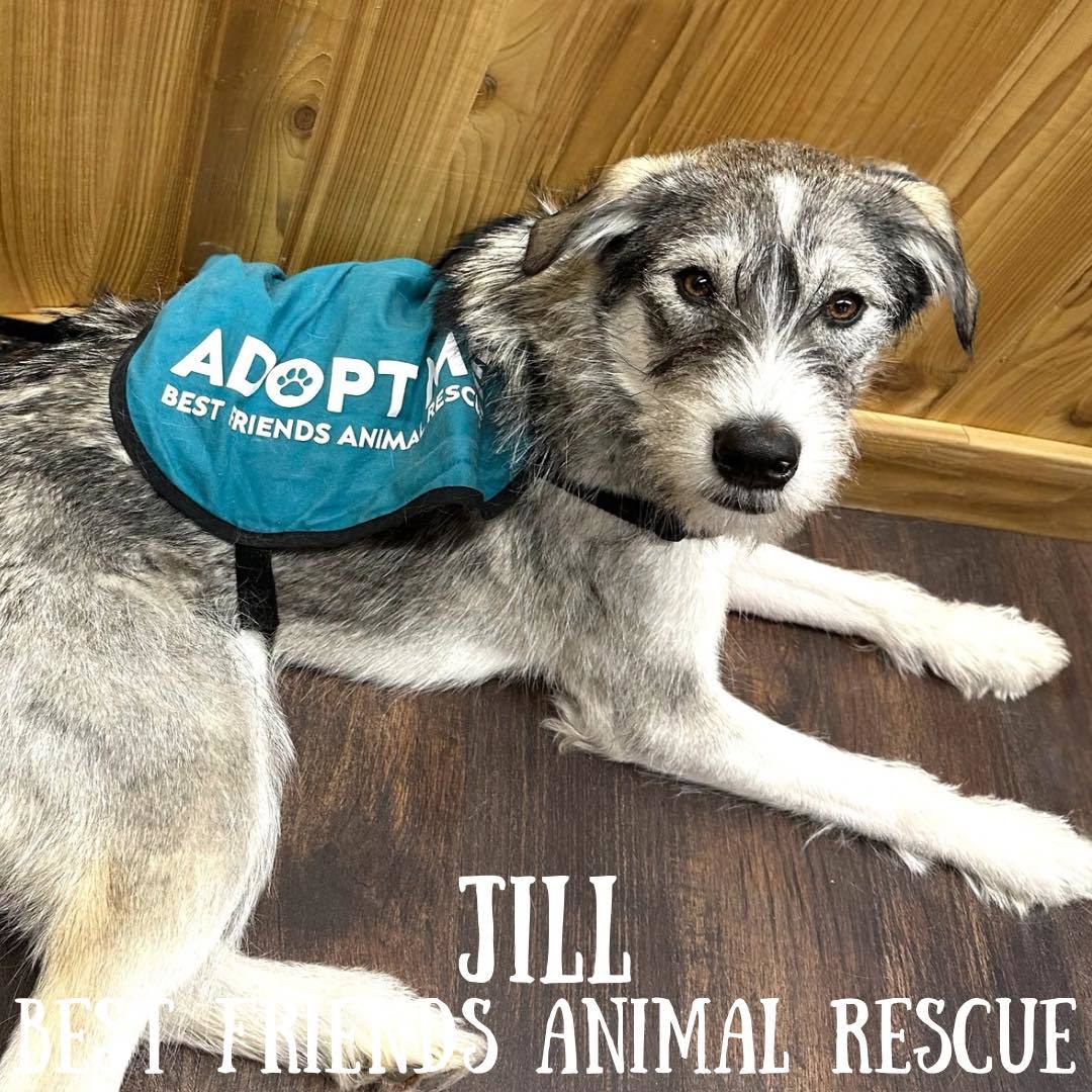 Jill, an adoptable Husky, Parson Russell Terrier in Wasilla, AK, 99654 | Photo Image 6