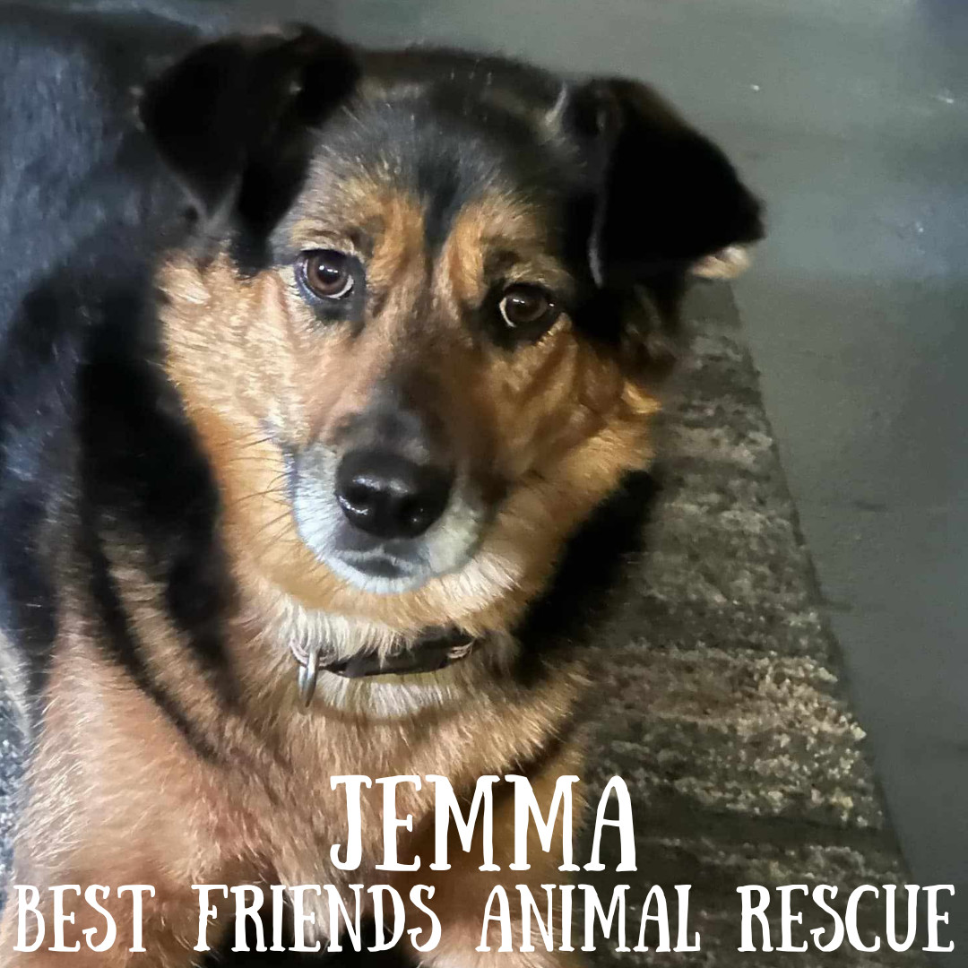 Jemma, an adoptable German Shepherd Dog in Wasilla, AK, 99654 | Photo Image 3