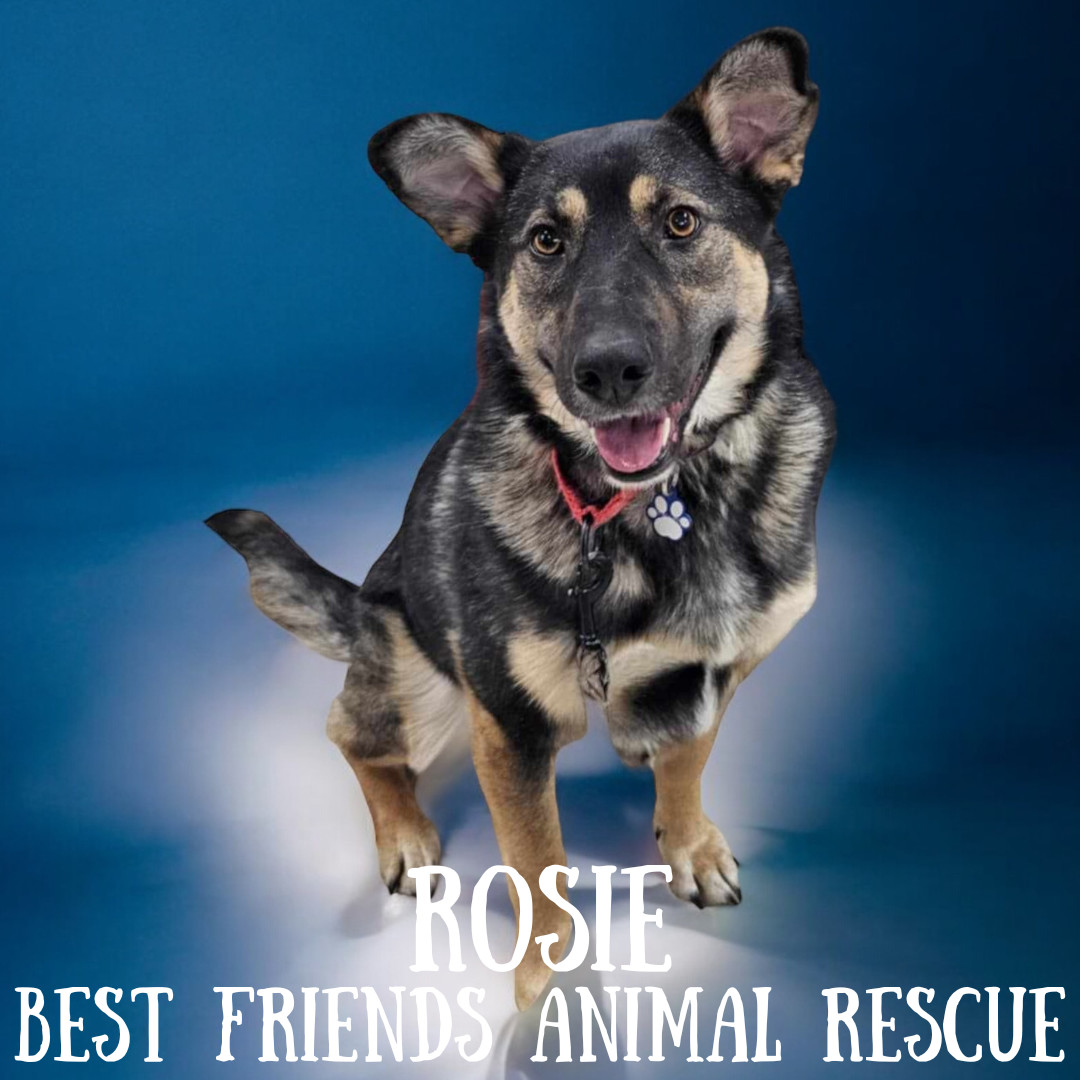 Rosie, an adoptable German Shepherd Dog in Wasilla, AK, 99654 | Photo Image 1